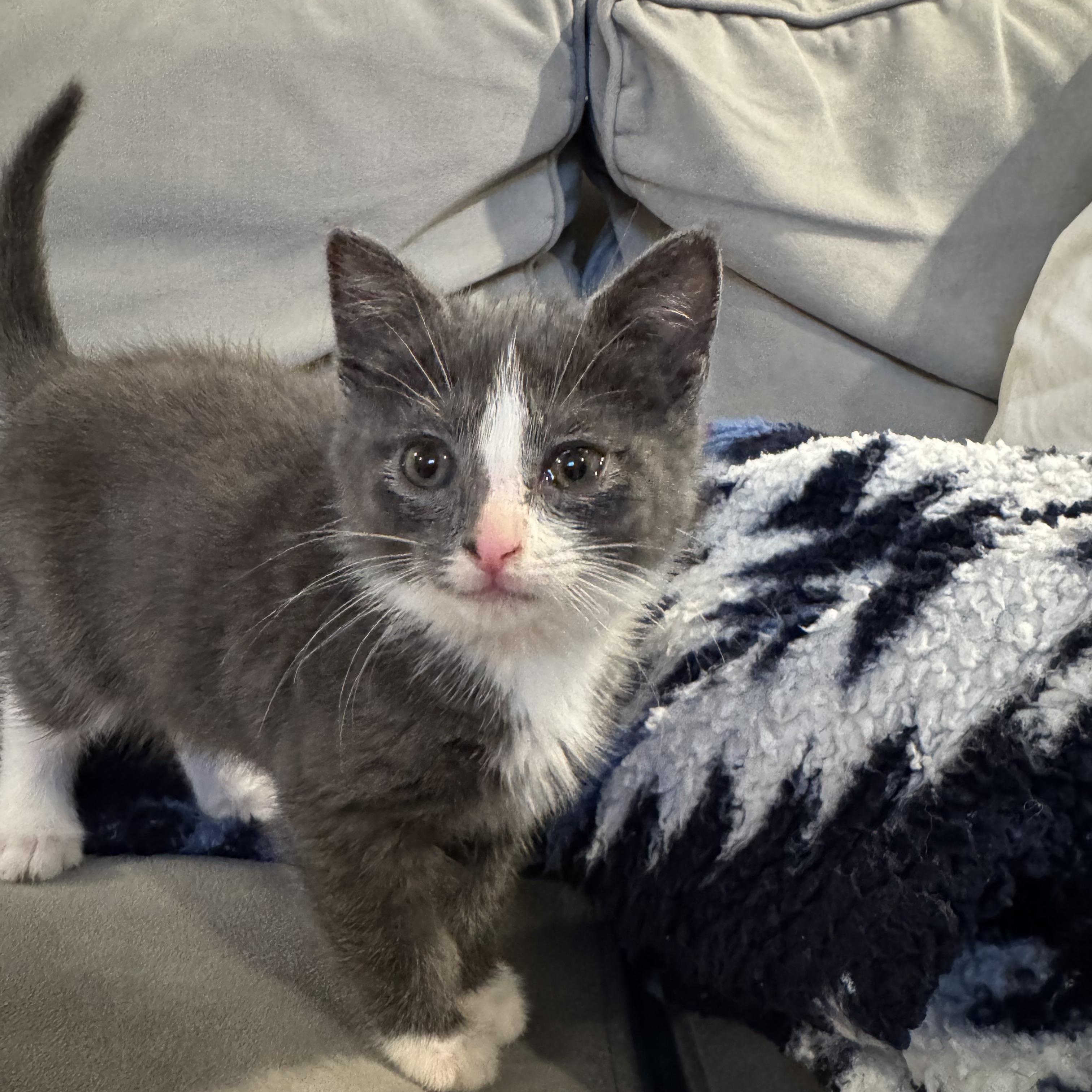 Enlarge Pandora, an adoption pending Domestic Short Hair in Mastic beach, NY image 2/2