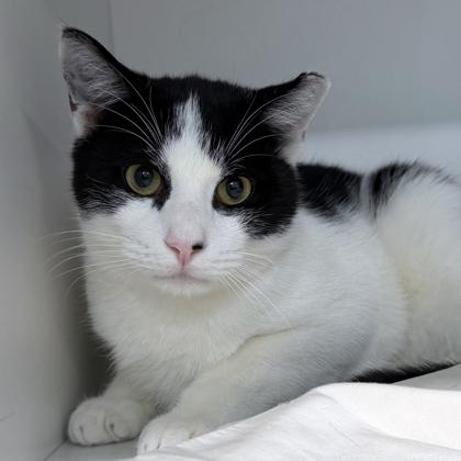 Lazarus, Adoptable, Adult Male Domestic Short Hair & Domestic Short Hair.