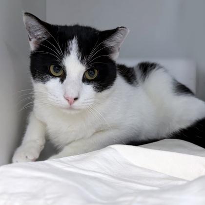 Enlarge Lazarus, a Adoptable Domestic Short Hair in Voorhees, NJ image 2/2