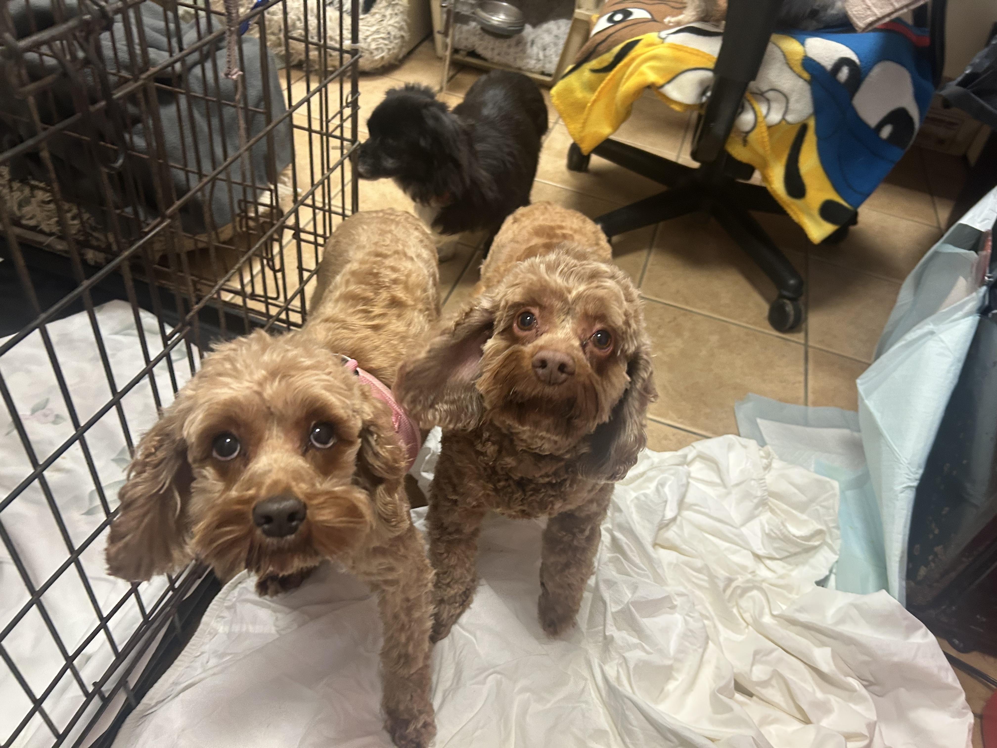 Enlarge Lillie and Molly, an adopted Cockapoo in Oak Ridge, NJ image 3/3