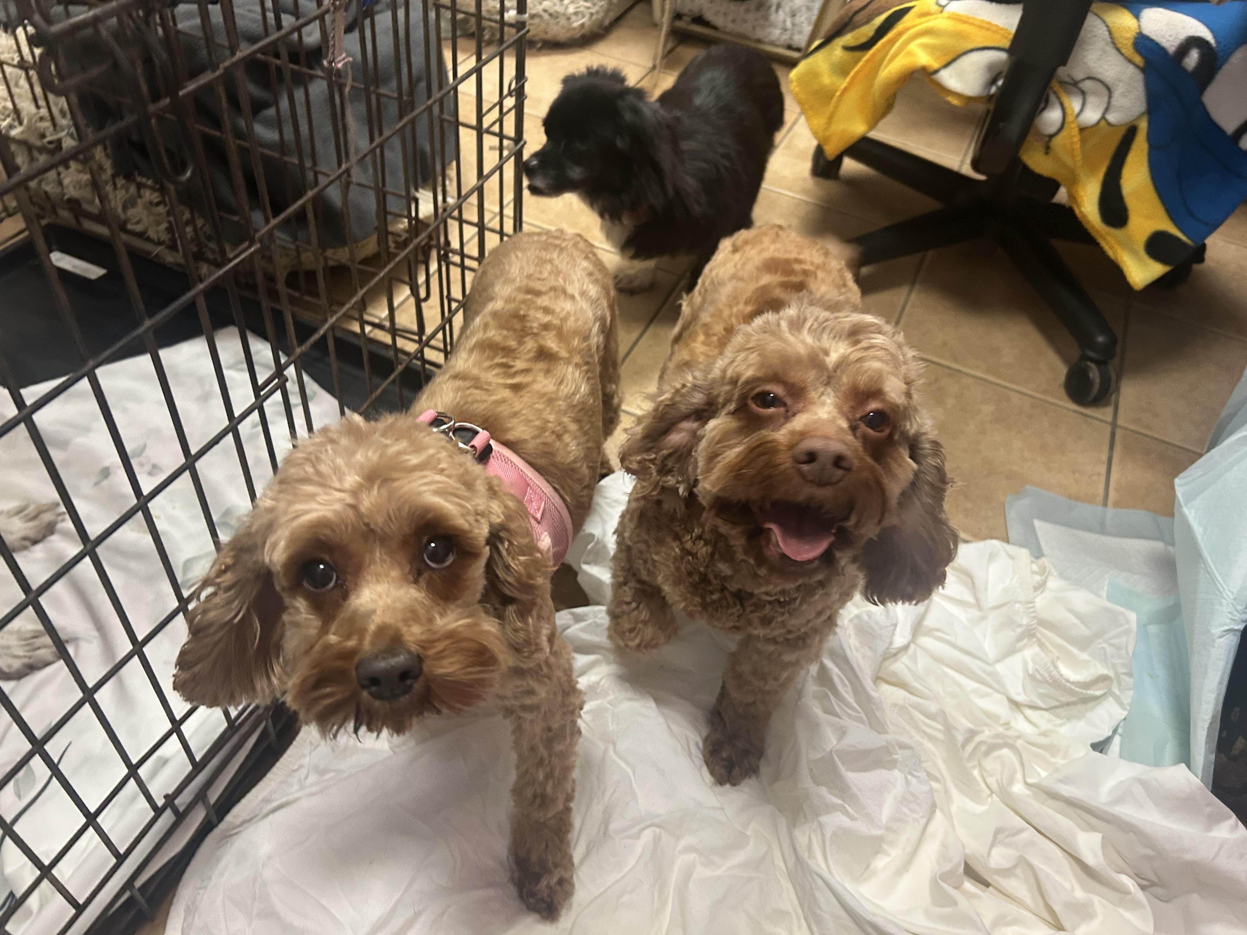 Lillie and Molly, adopted, Adult Female Cockapoo.