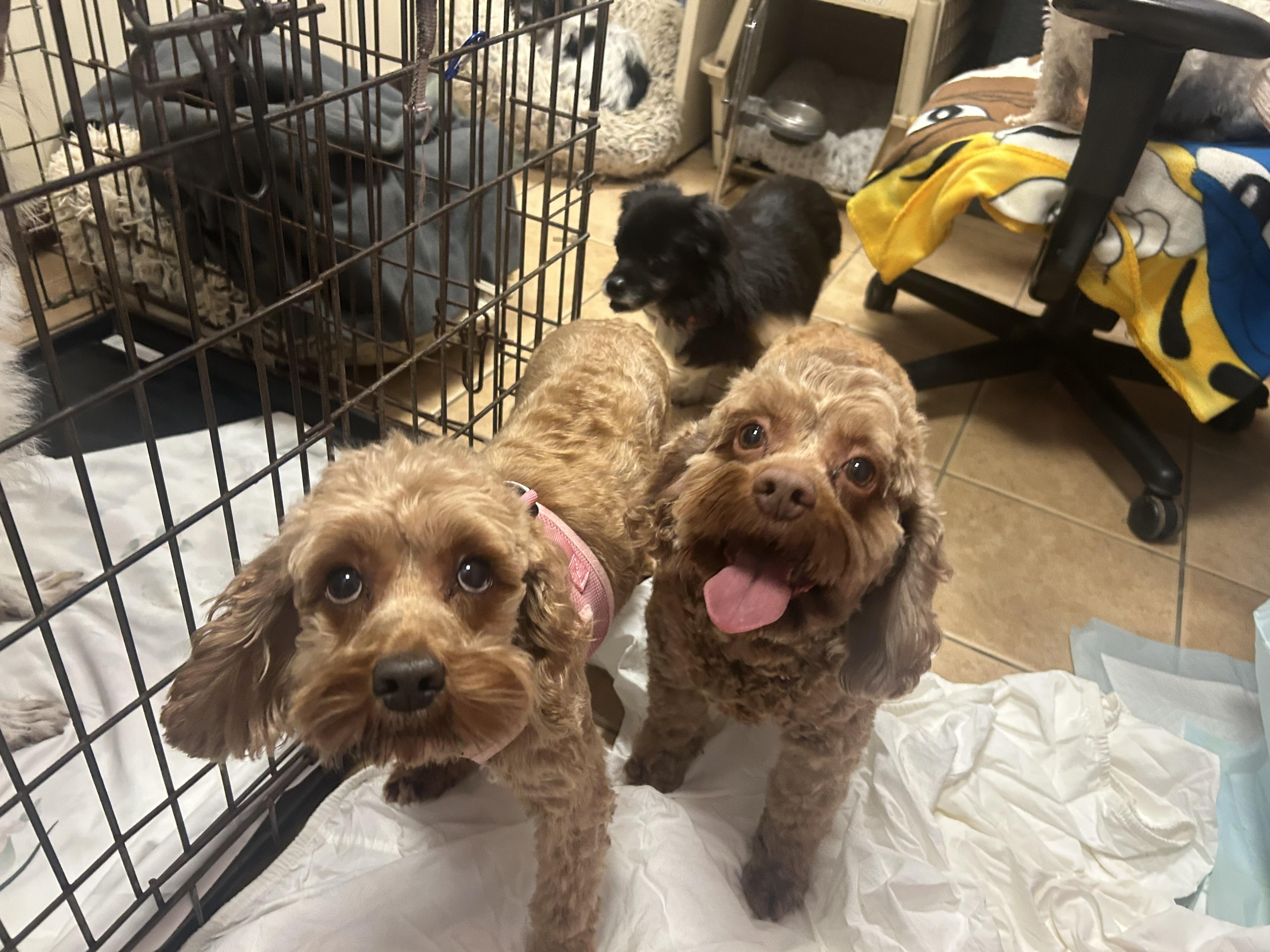 Enlarge Lillie and Molly, an adopted Cockapoo in Oak Ridge, NJ image 2/3