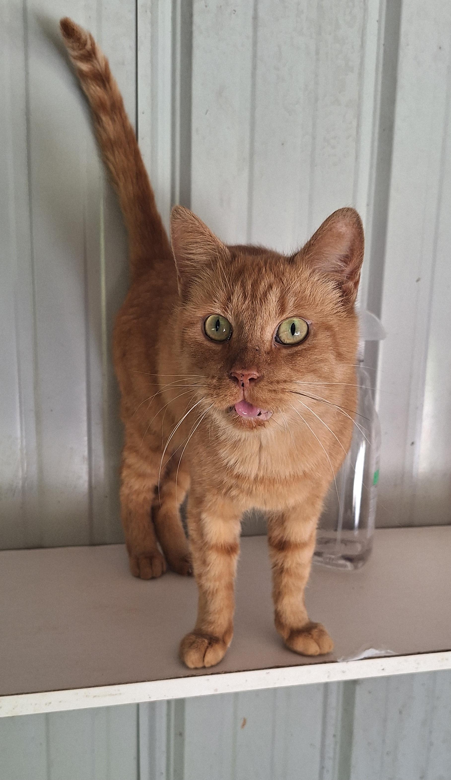 Enlarge Gene, a Adoptable Tabby in Stanton, KY image 6/6