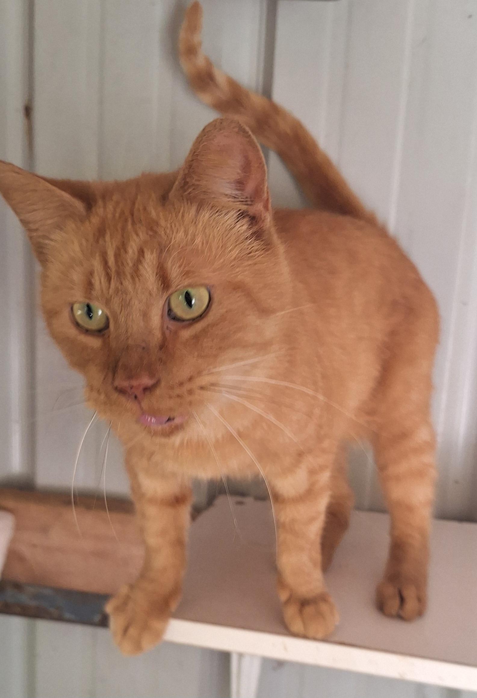 Enlarge Gene, a Adoptable Tabby in Stanton, KY image 1/6