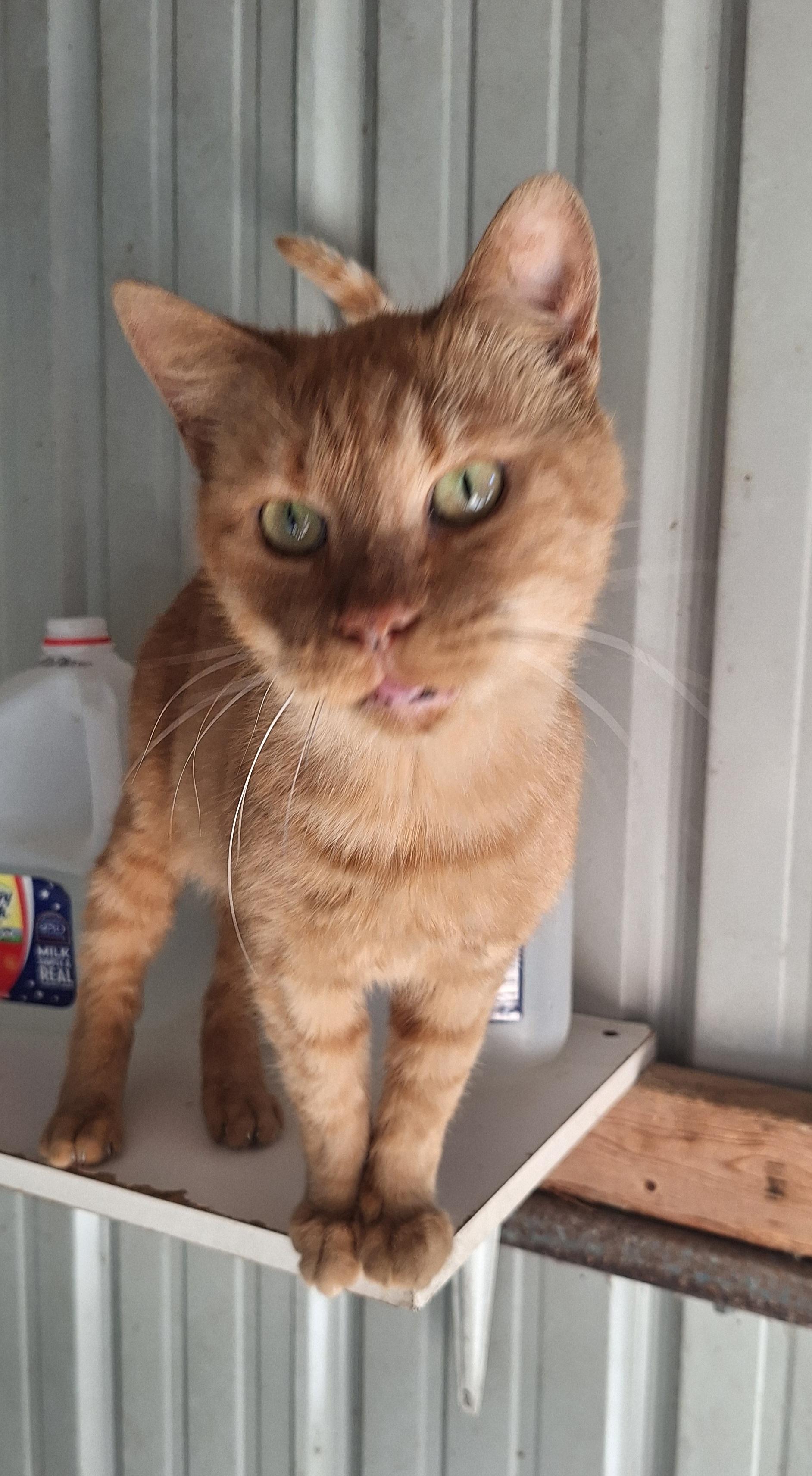 Enlarge Gene, a Adoptable Tabby in Stanton, KY image 2/6