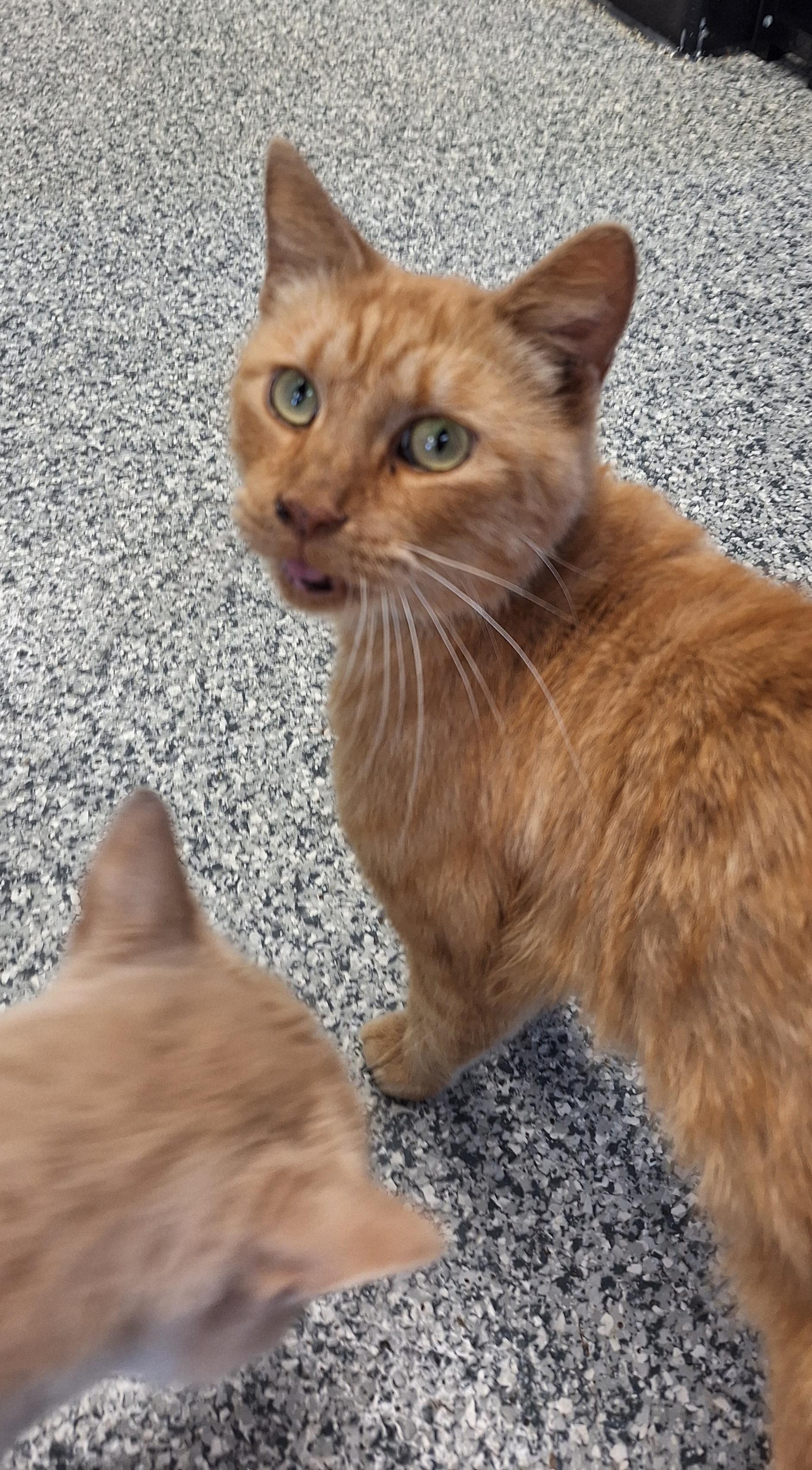 Enlarge Gene, a Adoptable Tabby in Stanton, KY image 3/6