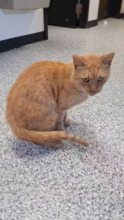 Enlarge Gene, a Adoptable Tabby in Stanton, KY video 4/6