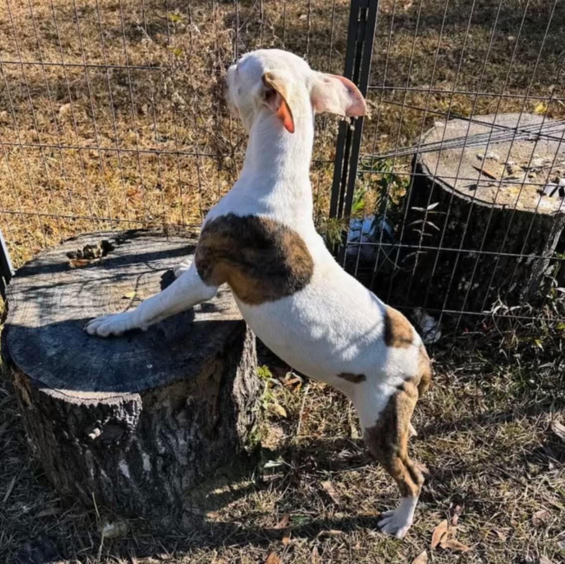 Enlarge WINTER - Sponsored Adoption Fee!!, a Adoptable Pit Bull Terrier in Fosters, AL image 6/6