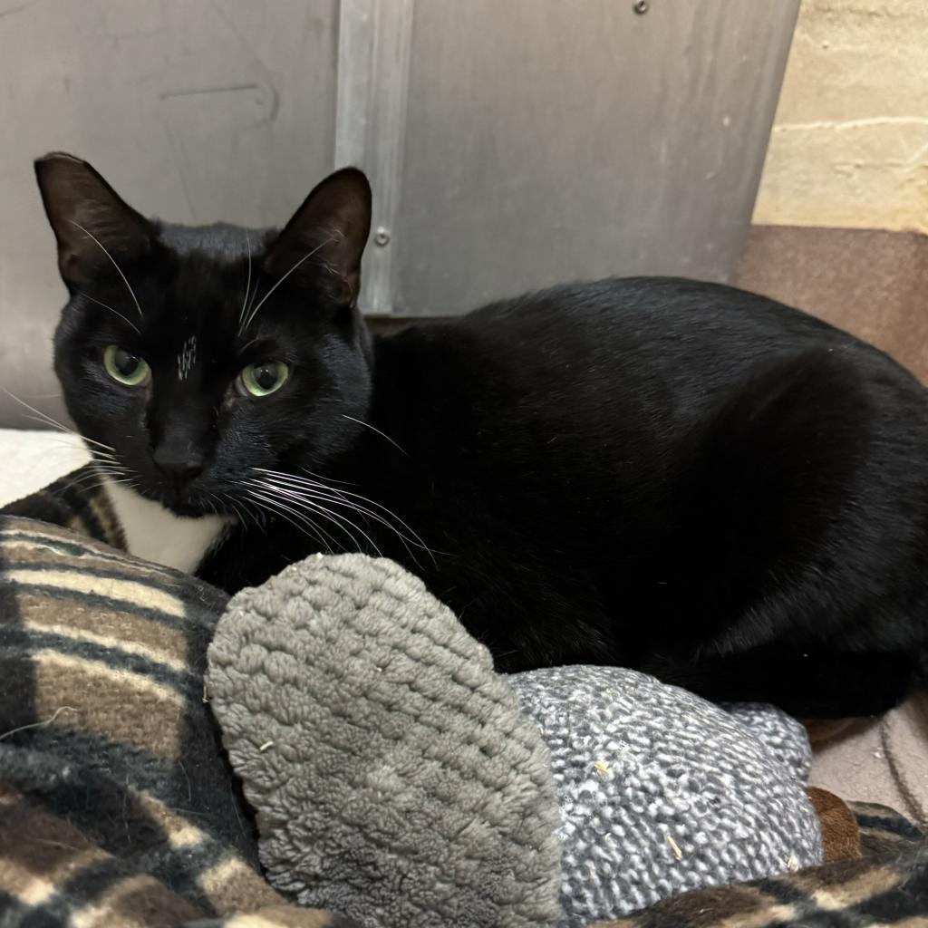 Fred, Adoptable, Adult Male Domestic Short Hair.