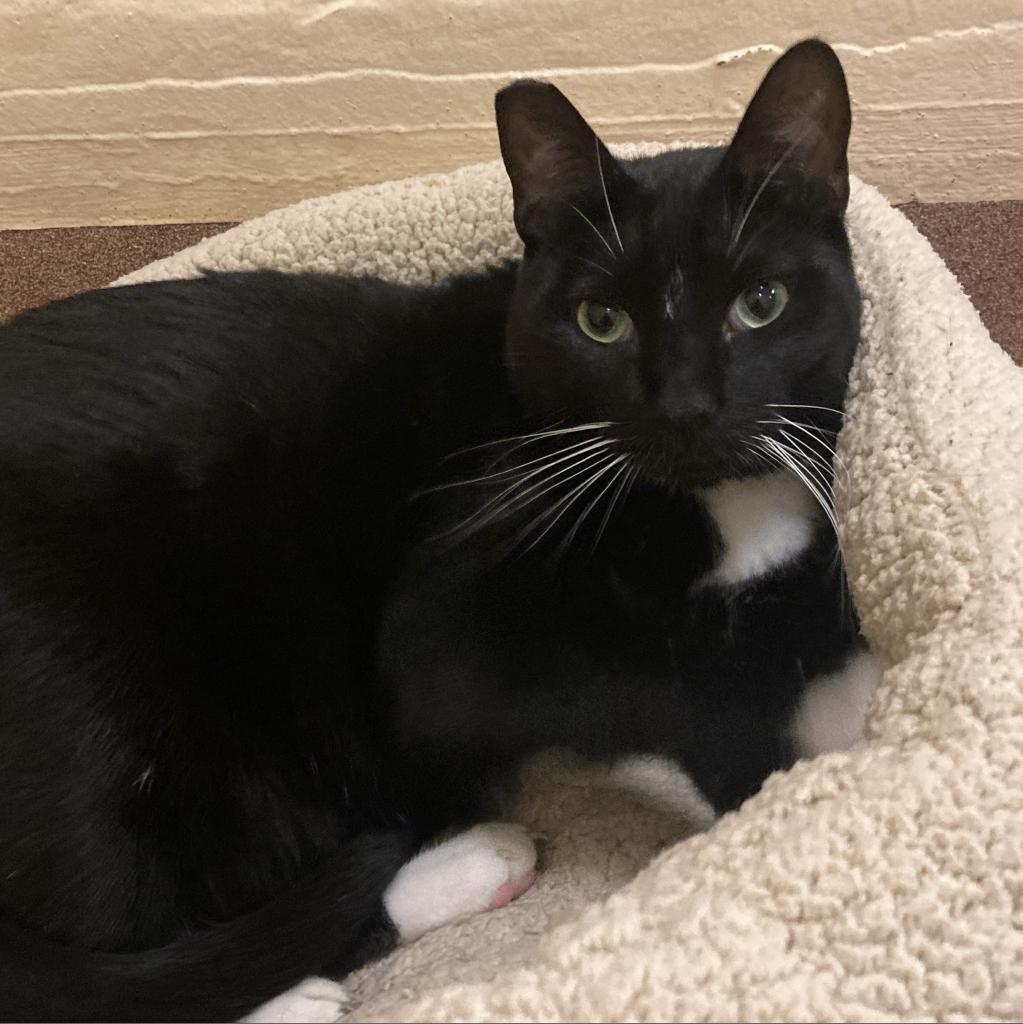 Fred, a Adoptable Domestic Short Hair in Los Angeles, CA image 2/6