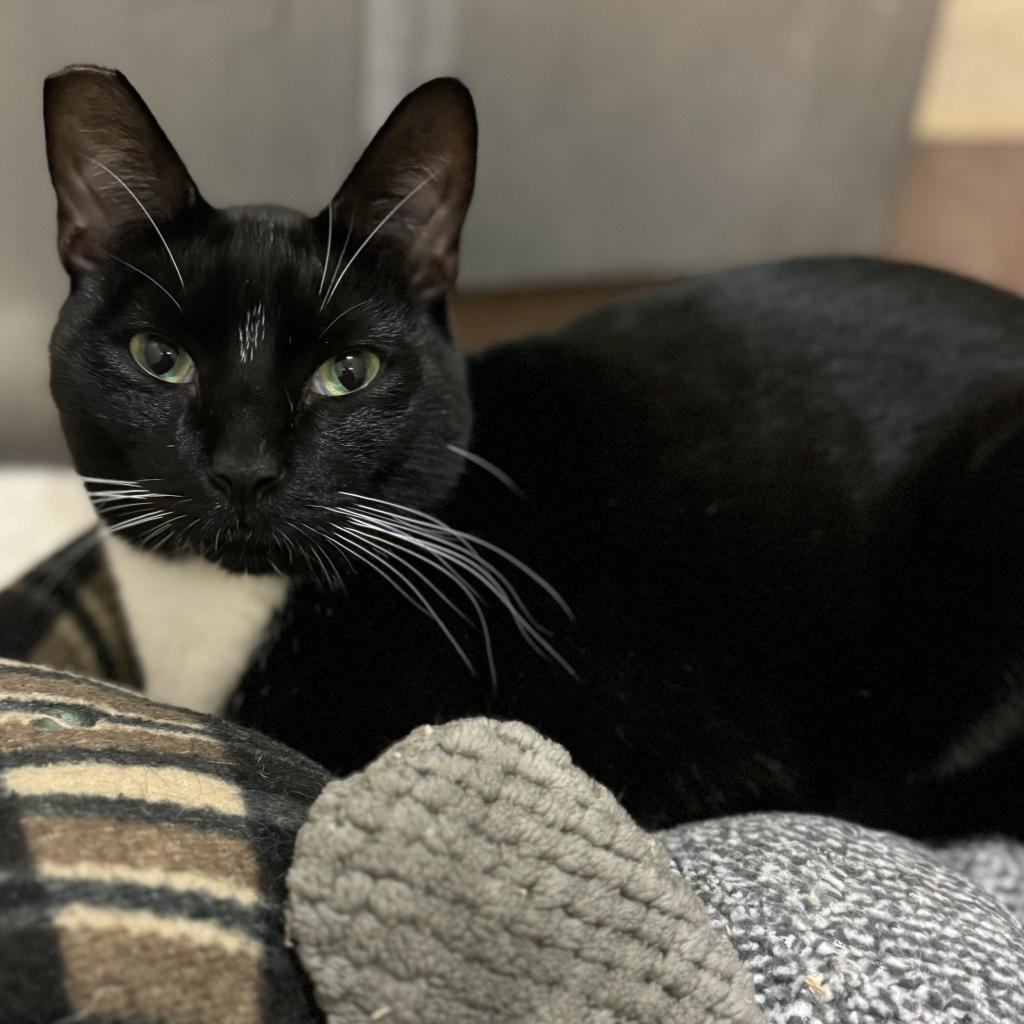 Fred, a Adoptable Domestic Short Hair in Los Angeles, CA image 4/6