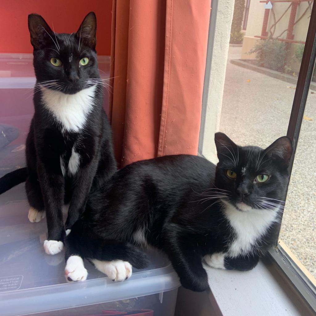 Fred, a Adoptable Domestic Short Hair in Los Angeles, CA image 5/6