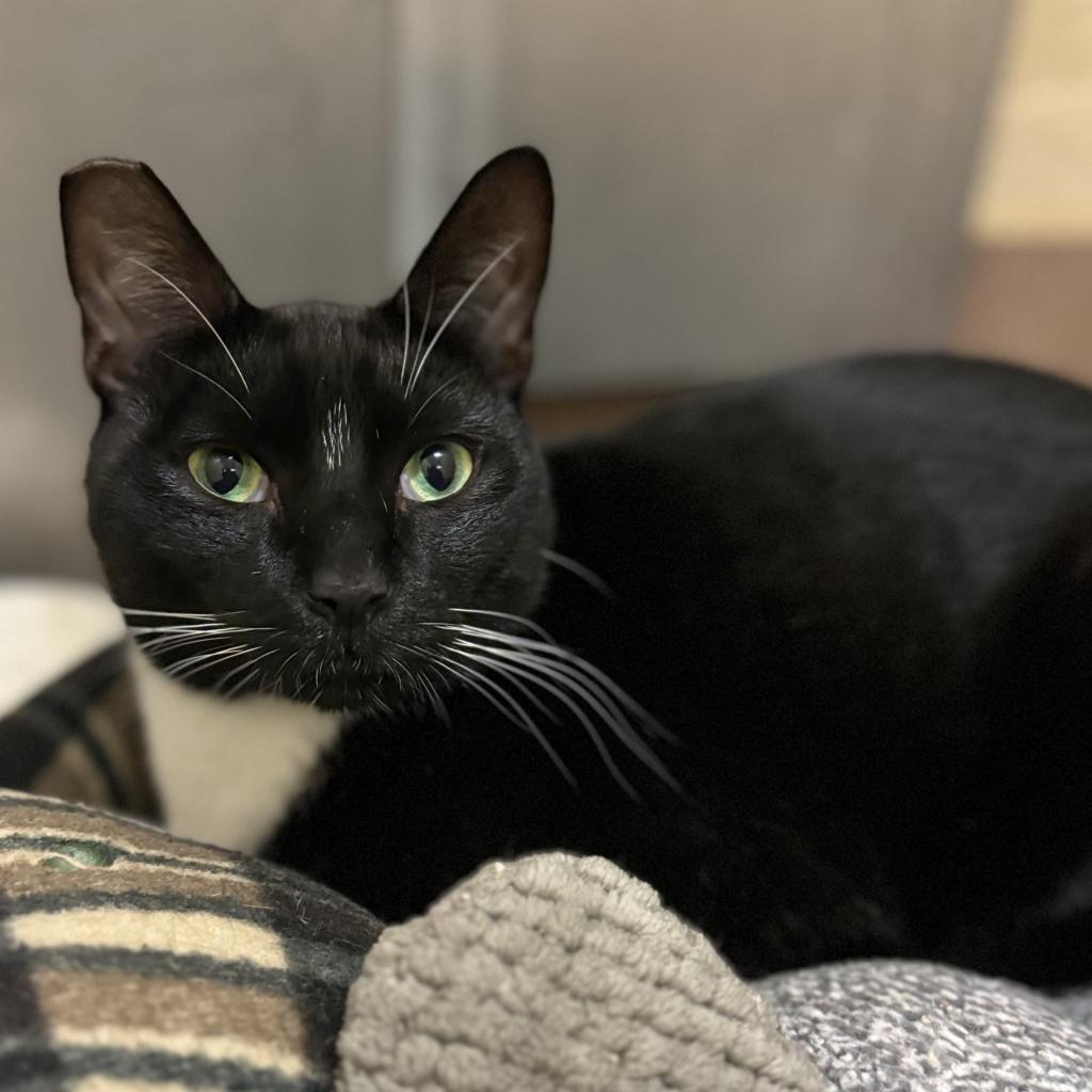 Fred, a Adoptable Domestic Short Hair in Los Angeles, CA image 6/6