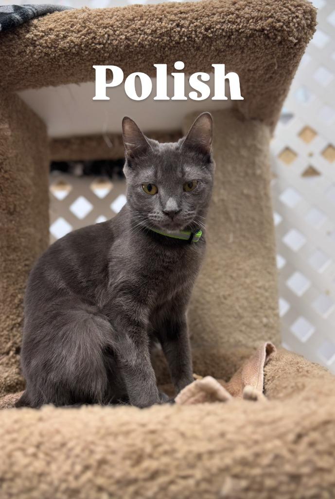 Enlarge Polish, a Adoptable mixed breed in Rome, GA image 1/1