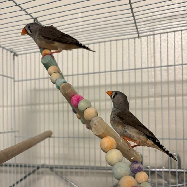 APHRODITE, Adoptable, Adult Female Finch.