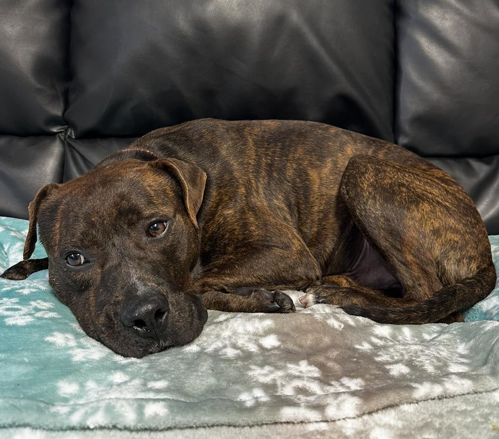 Enlarge Dodger, an adoptable Mixed Breed in North Myrtle Beach, SC image 6/6