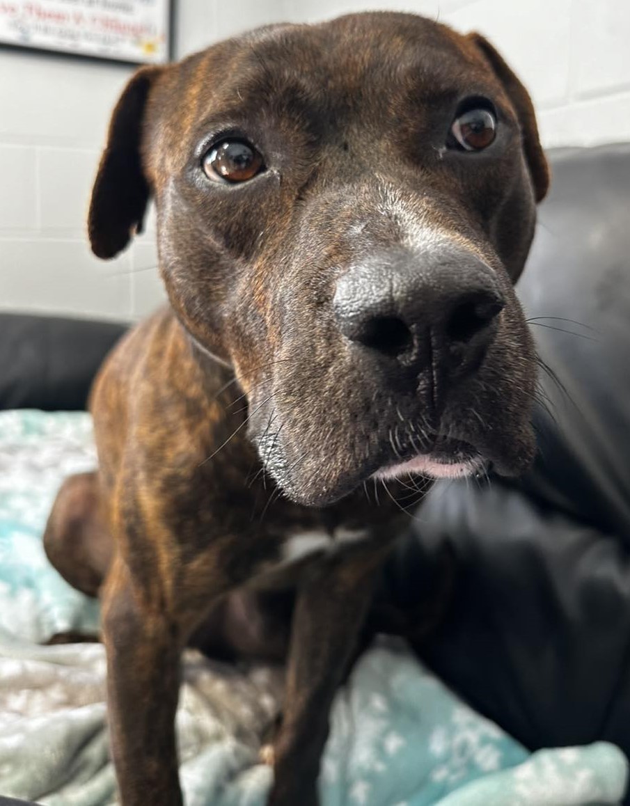 Enlarge Dodger, an adoptable Mixed Breed in North Myrtle Beach, SC image 5/6