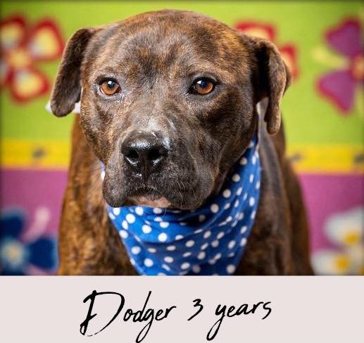 Enlarge Dodger, an adoptable Mixed Breed in North Myrtle Beach, SC image 3/6