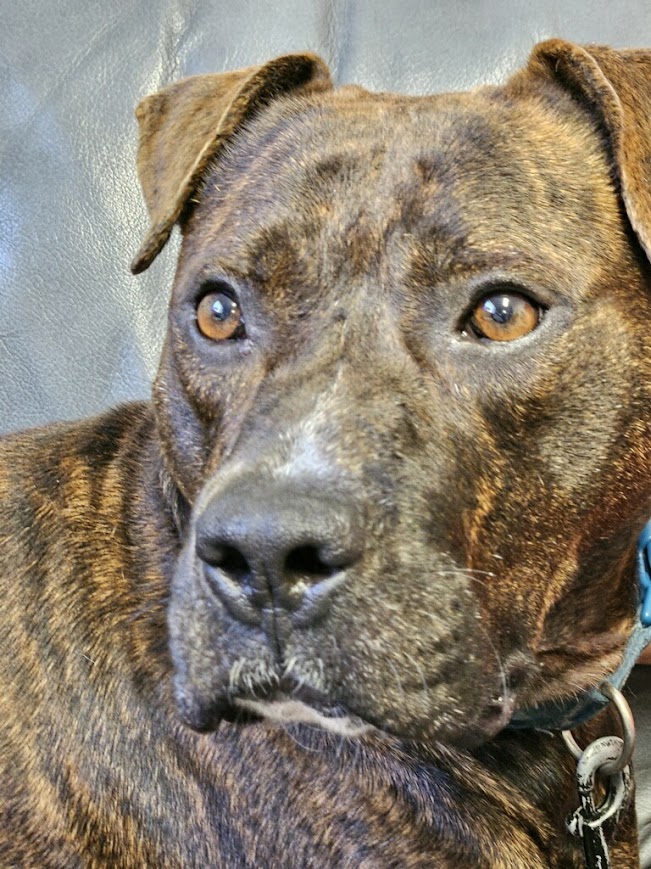 Enlarge Dodger, an adoptable Mixed Breed in North Myrtle Beach, SC image 2/6