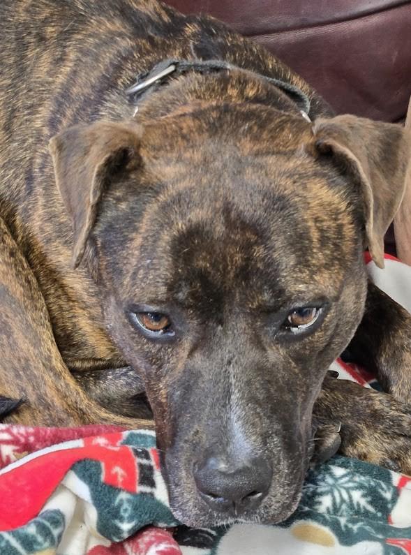 Dodger, an adoptable Mixed Breed in North Myrtle Beach, SC, 29582 | Photo Image 5