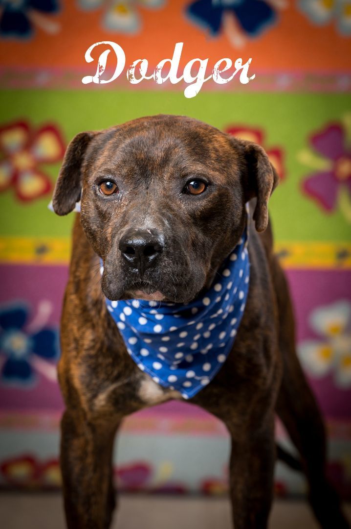 Dodger, adoptable, Adult Male Mixed Breed.