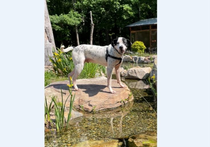 GOOSE, Adoptable, Young Male German Shorthaired Pointer & Mixed Breed.