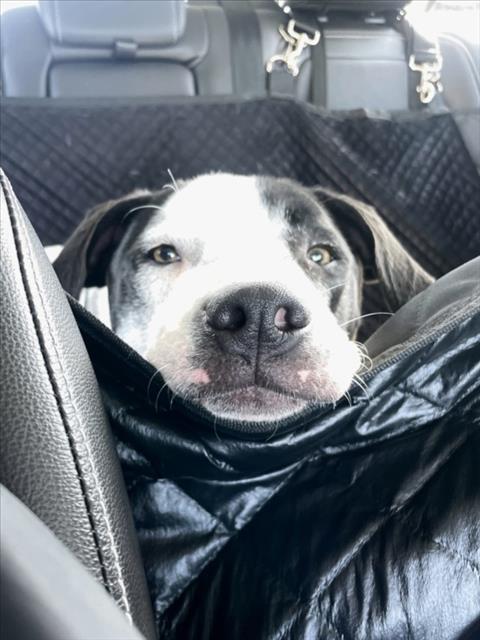 Enlarge GOOSE, a Adoptable mixed breed in Chapel Hill, NC image 1/1