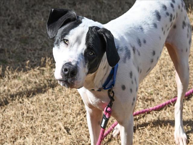 GOOSE, Adoptable, Young Male Dalmatian & German Shorthaired Pointer.