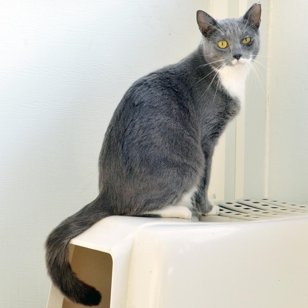 Enlarge Sophie, an adopted mixed breed in Sanford, FL image 1/1