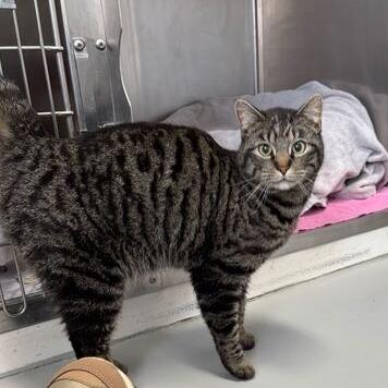 Jumper, a Adoptable Domestic Short Hair in Driggs, ID image 1/3