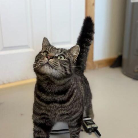 Jumper, a Adoptable Domestic Short Hair in Driggs, ID image 2/3