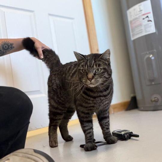 Jumper, a Adoptable Domestic Short Hair in Driggs, ID image 3/3