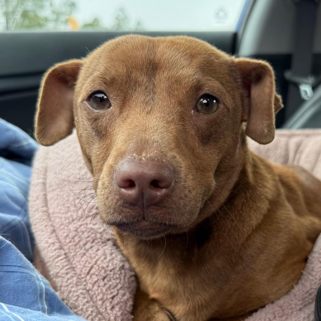 Enlarge Momma Squeak, a Adoptable mixed breed in Aberdeen, NC image 1/6
