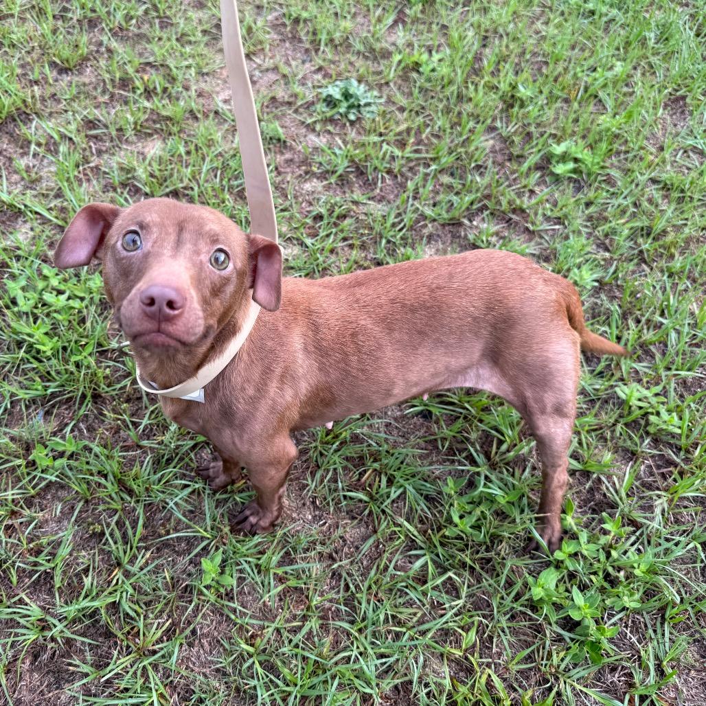 Momma Squeak, a Adoptable mixed breed in Aberdeen, NC image 2/6