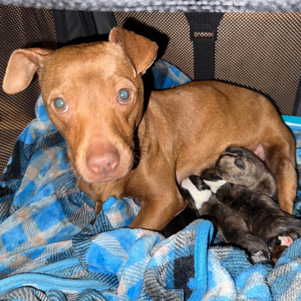 Enlarge Momma Squeak, a Adoptable mixed breed in Aberdeen, NC image 2/6