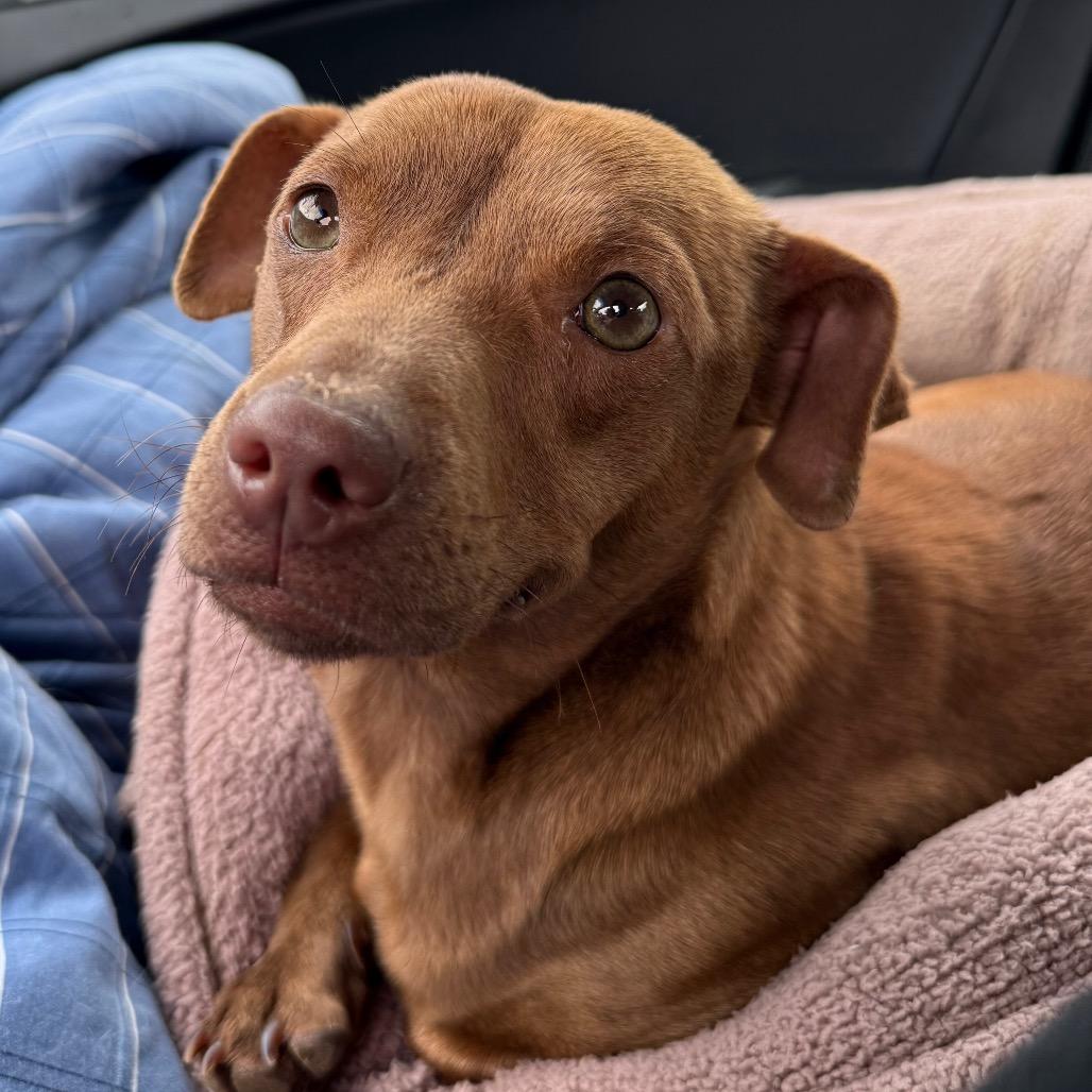 Enlarge Momma Squeak, a Adoptable mixed breed in Aberdeen, NC image 3/6