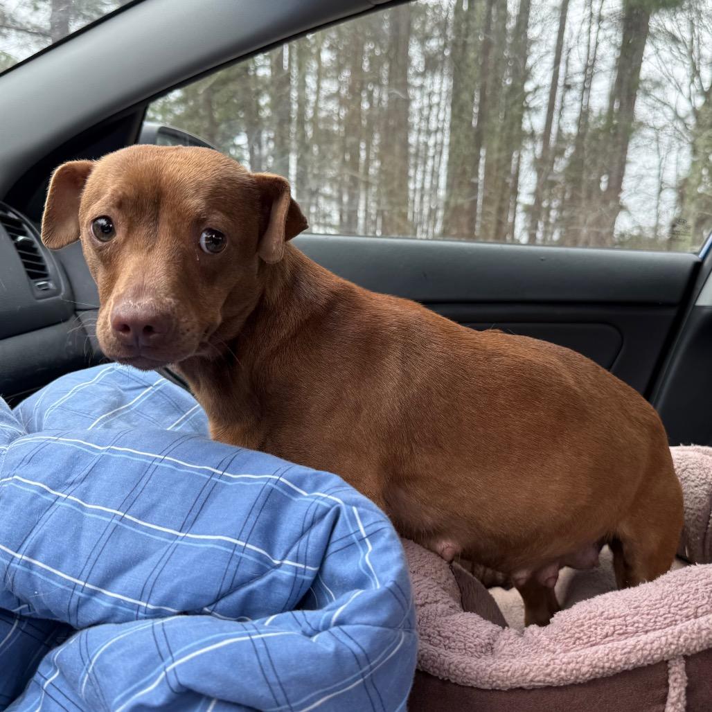 Enlarge Momma Squeak, a Adoptable mixed breed in Aberdeen, NC image 4/6