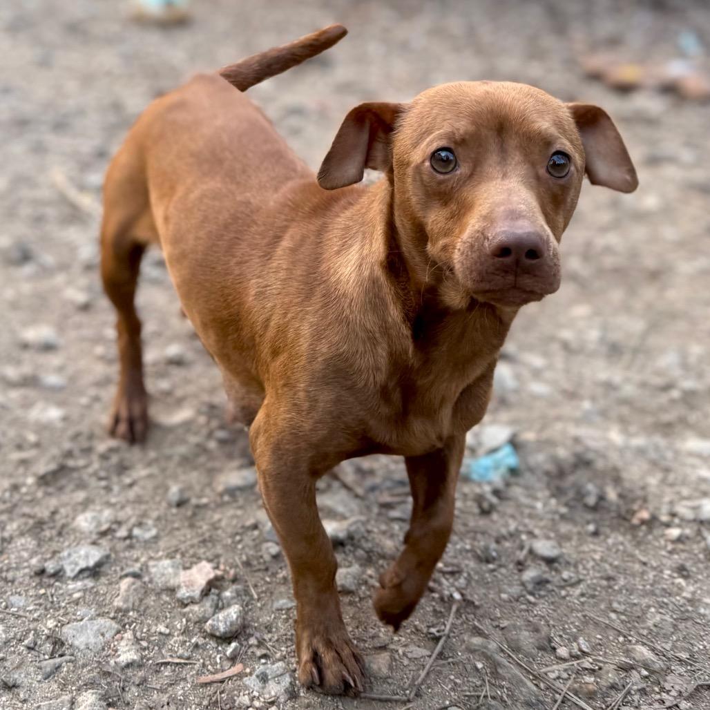 Enlarge Momma Squeak, a Adoptable mixed breed in Aberdeen, NC image 5/6