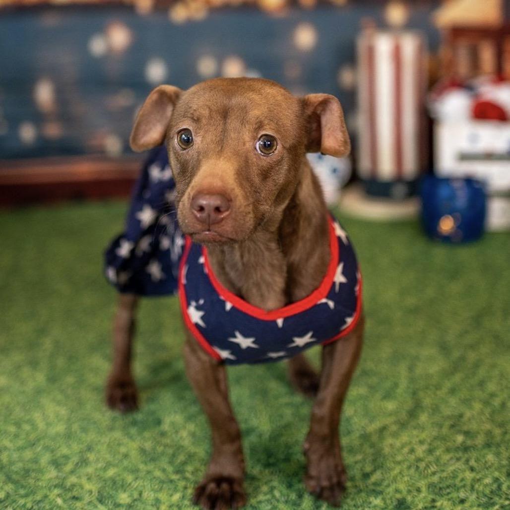 Momma Squeak, a Adoptable mixed breed in Aberdeen, NC image 6/6
