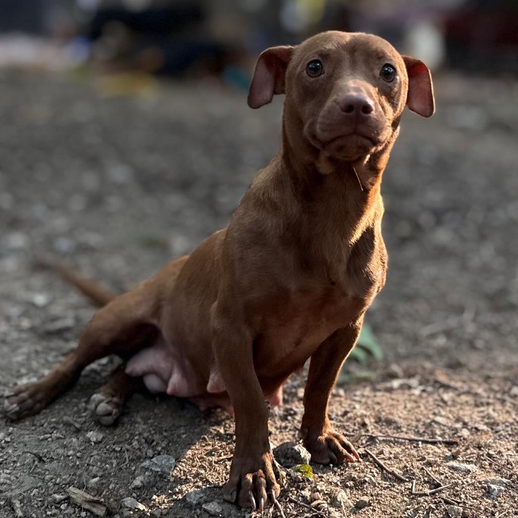 Enlarge Momma Squeak, a Adoptable mixed breed in Aberdeen, NC image 6/6