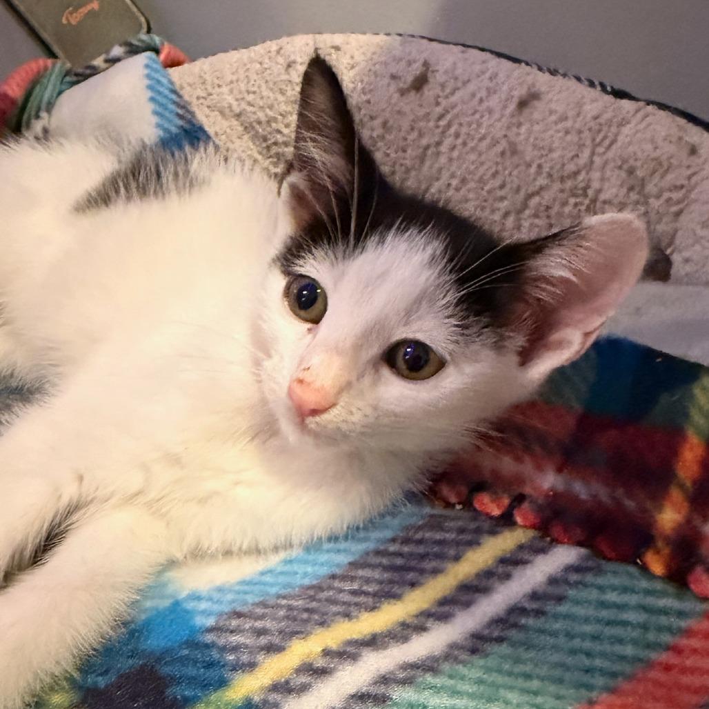 Jupiter, Adoptable, Kitten Male Domestic Short Hair.