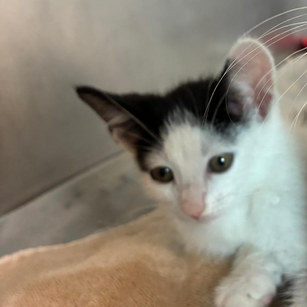Enlarge Jupiter, a Adoptable Domestic Short Hair in Mebane, NC image 2/4