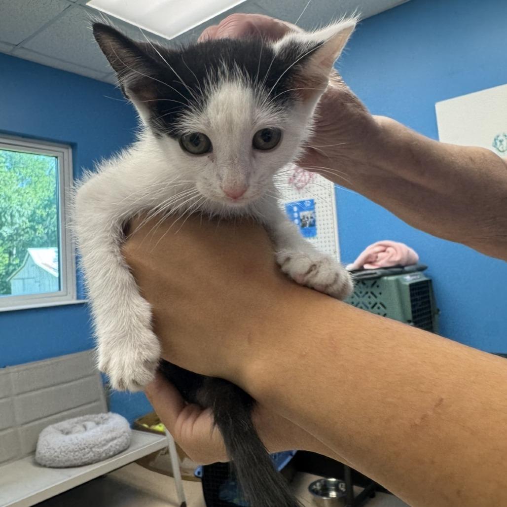 Enlarge Jupiter, a Adoptable Domestic Short Hair in Mebane, NC image 3/4