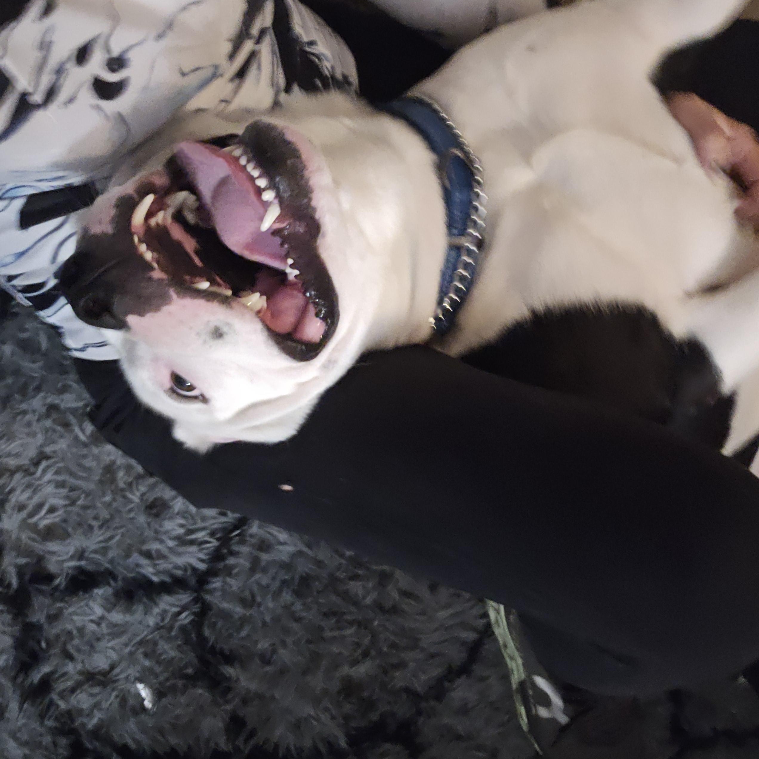 Enlarge Ghost, a ADOPTABLE mixed breed in Margate, FL image 3/5