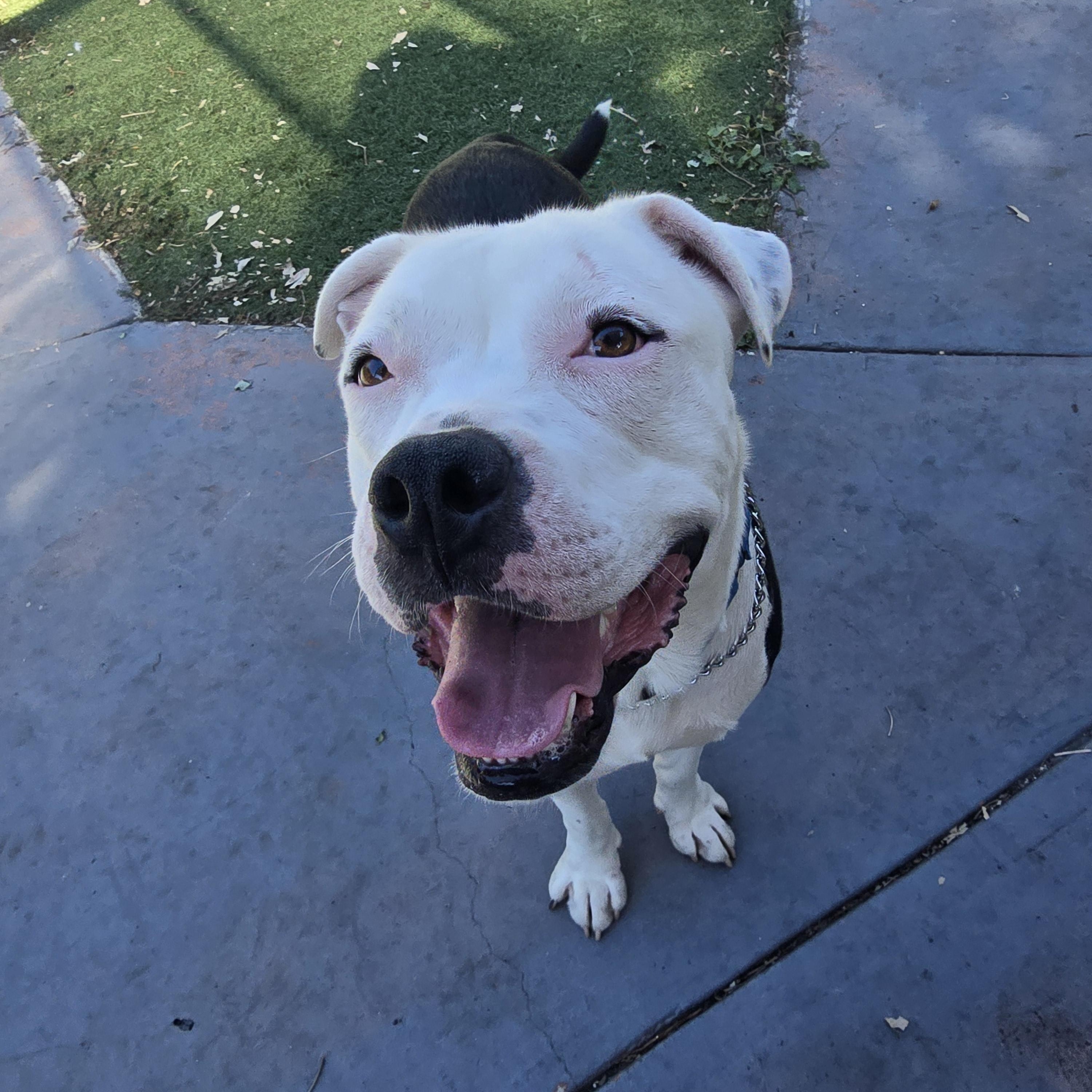 Enlarge Ghost, a ADOPTABLE mixed breed in Margate, FL image 4/5