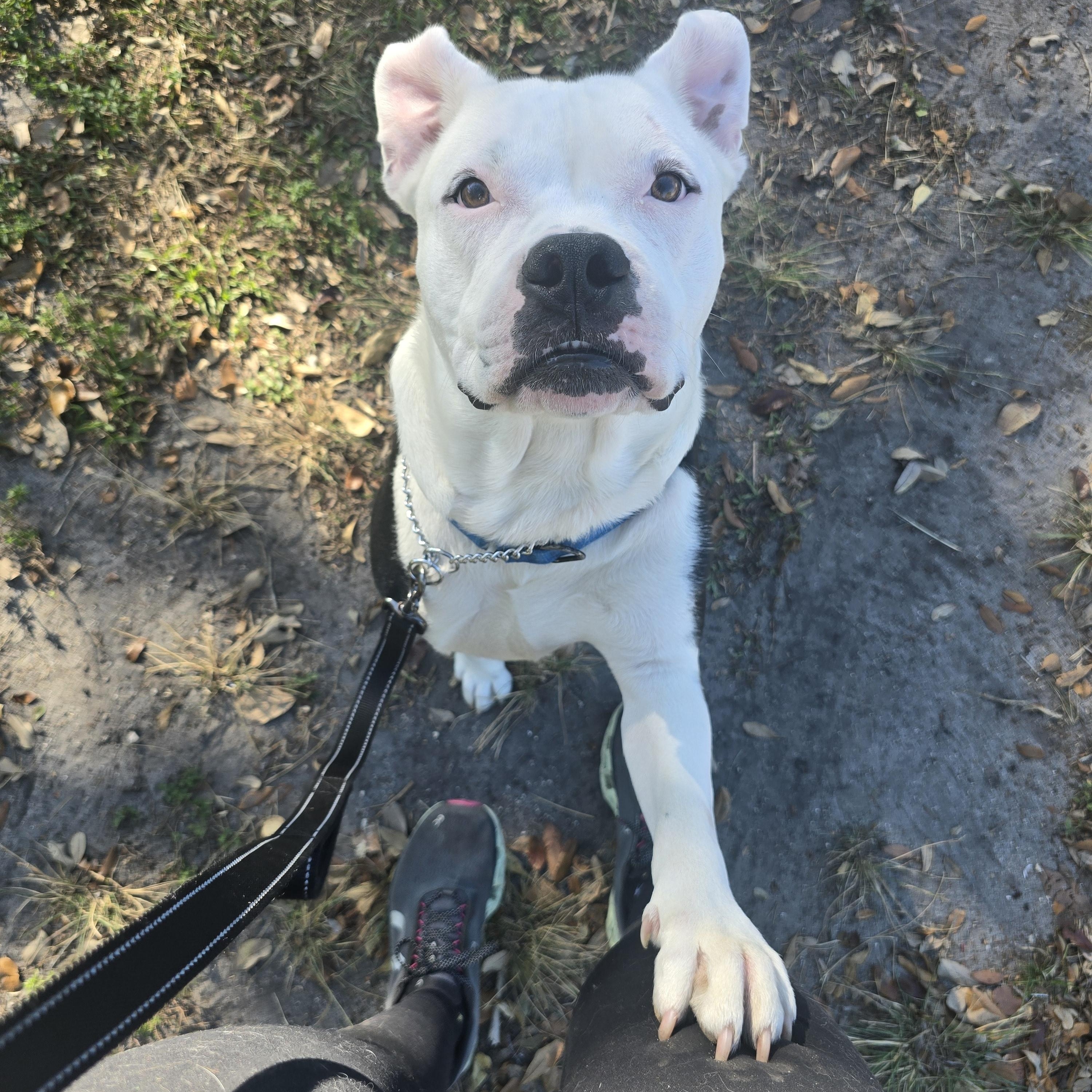 Enlarge Ghost, a ADOPTABLE mixed breed in Margate, FL image 2/5