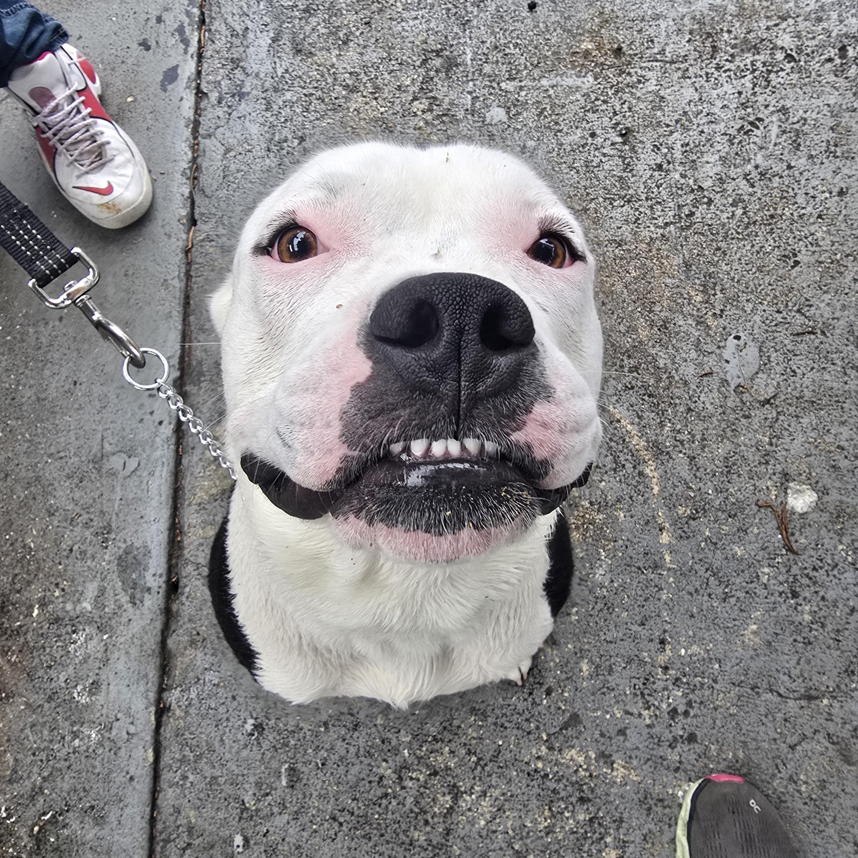 Ghost, ADOPTABLE, Young Male Mixed Breed.