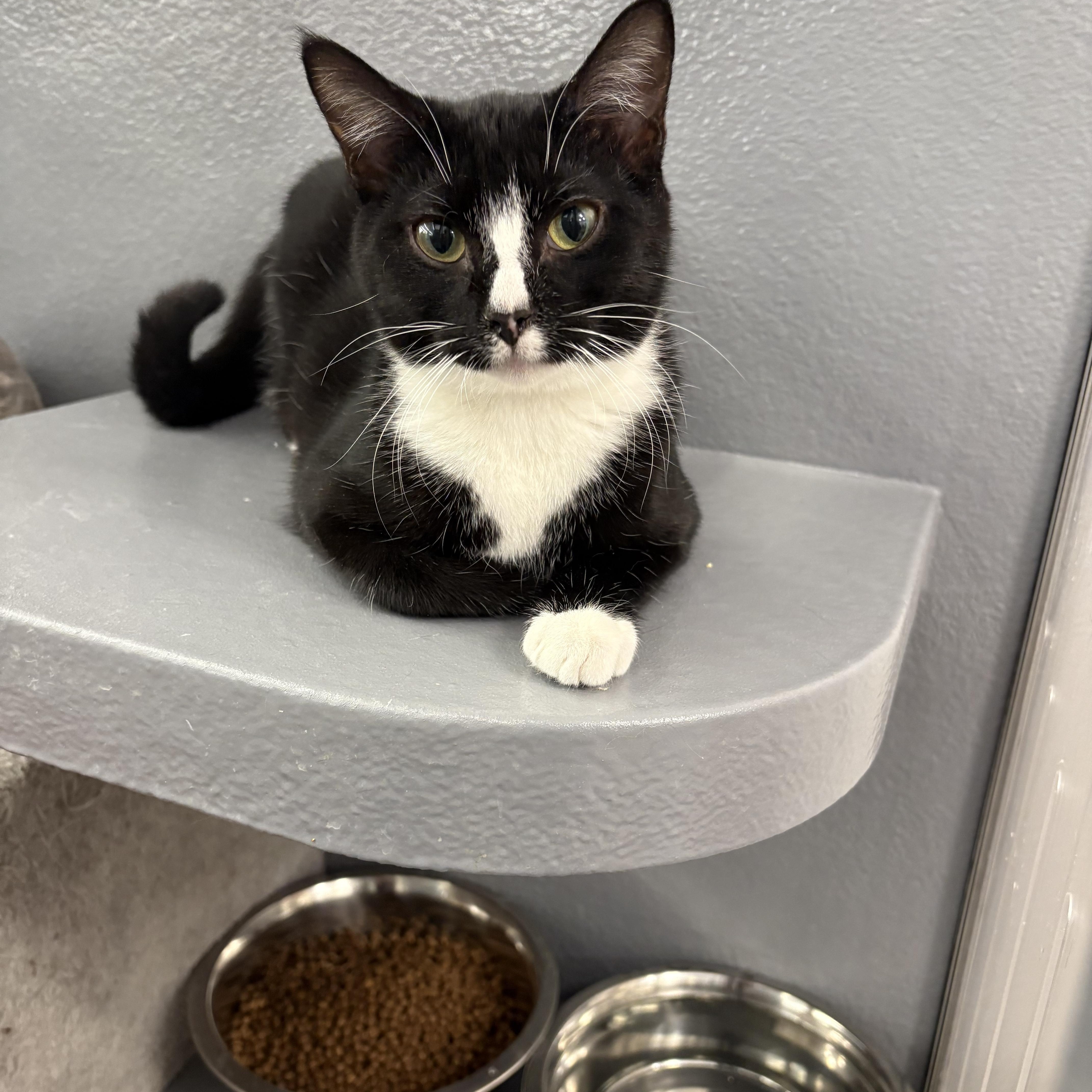 Rosie, adopted, Young Female Domestic Short Hair.