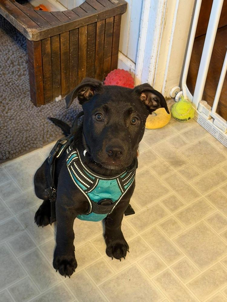 Enlarge Captain (Chain of Command Litter), a Adoptable mixed breed in New Albany, OH image 1/4