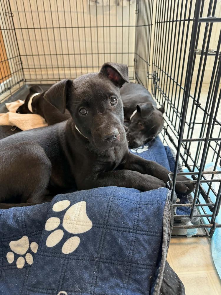 Enlarge Captain (Chain of Command Litter), a Adoptable mixed breed in New Albany, OH image 2/4